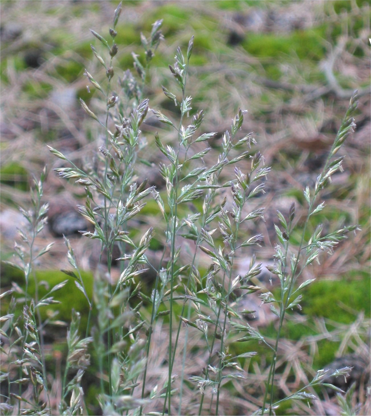 Sheep fescue (Festuca ovina L.) Resources